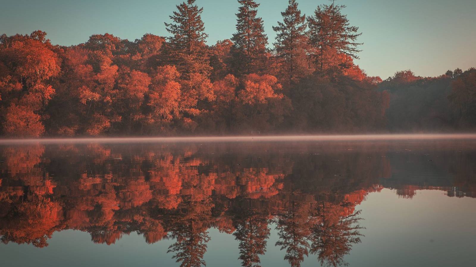 Forêt de la corbière