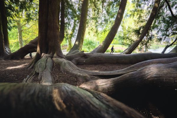 thuya, Jardin du Parc, Vitré ©Thibault Poriel