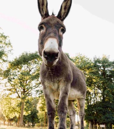 Nature et animaux