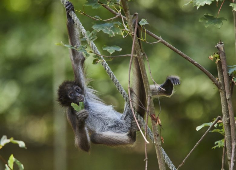 Parque de animales Branféré