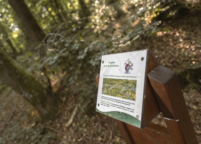 La forêt de la Corbière