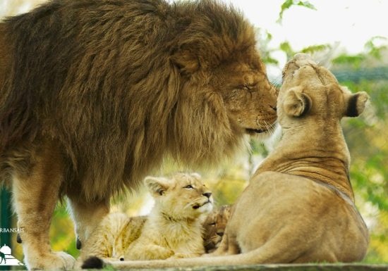 Château et Parc zoologique de la Bourbansais
