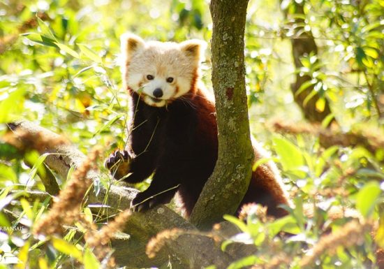 Château et Parc zoologique de la Bourbansais