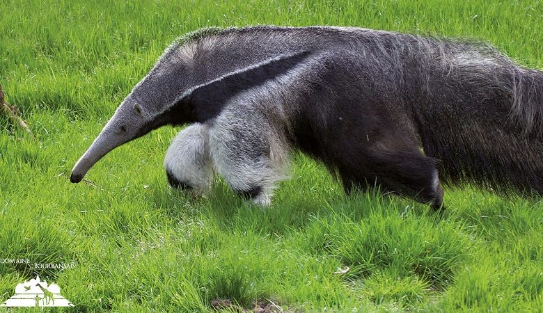 Château et Parc zoologique de la Bourbansais
