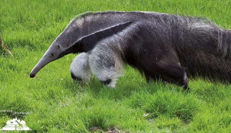 Château  et Parc zoologique de la Bourbansais