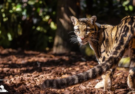 Château et Parc zoologique de la Bourbansais
