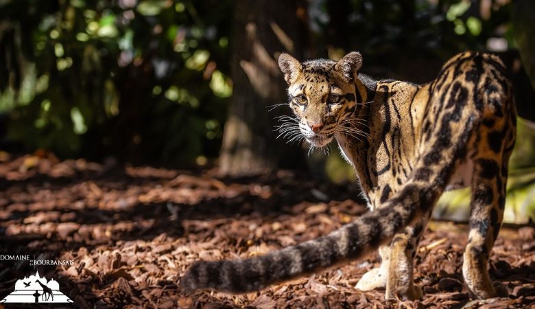 Castillo y parque zoológico de Bourbansais