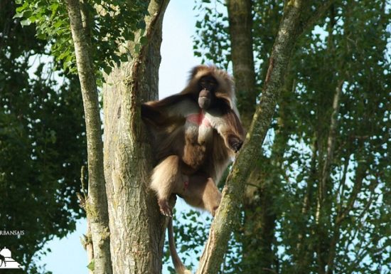 Château et Parc zoologique de la Bourbansais