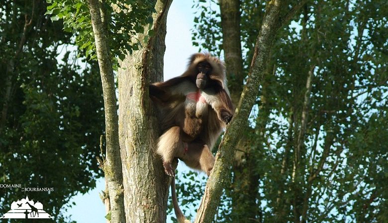 Château  et Parc zoologique de la Bourbansais