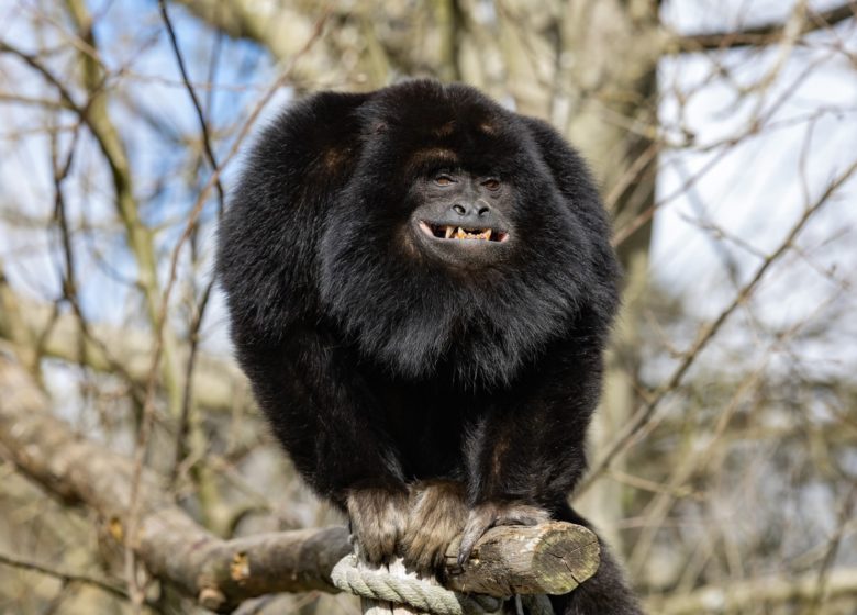 Tierpark Branféré