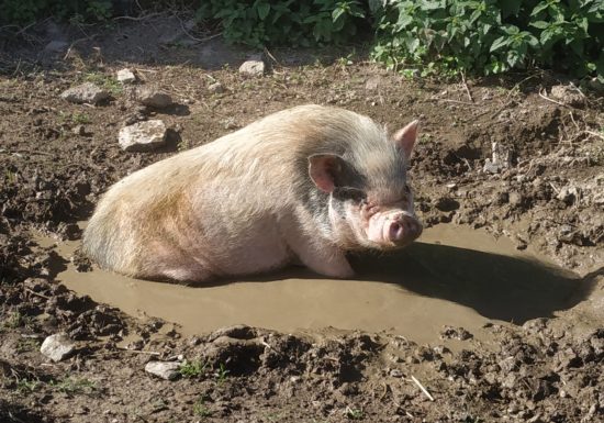 L’arche de Ma nature