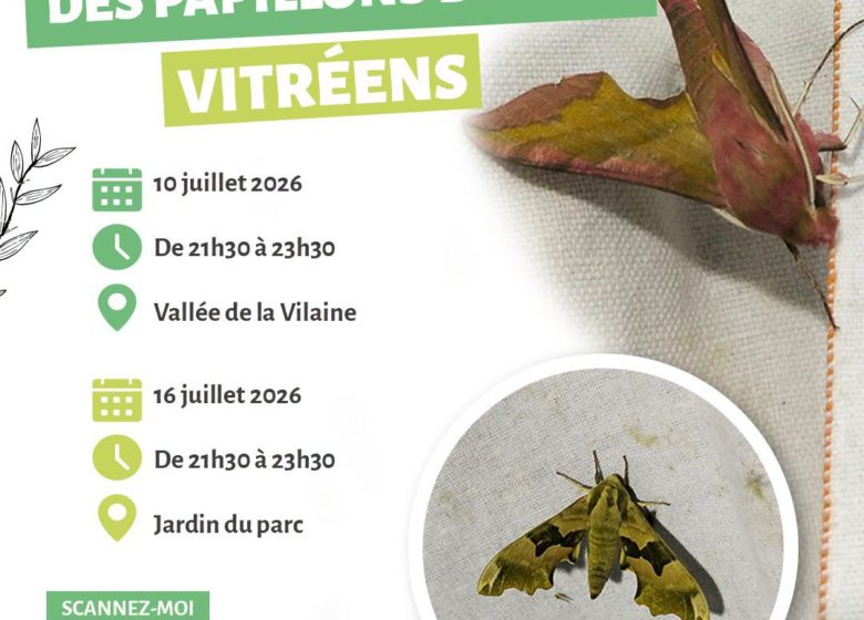 A la découverte des papillons de nuit vitréens