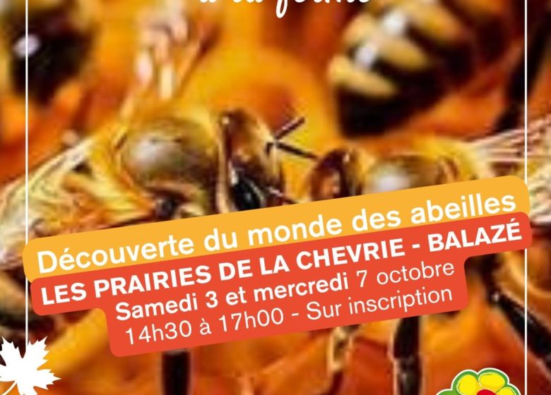 Découverte du monde des abeilles