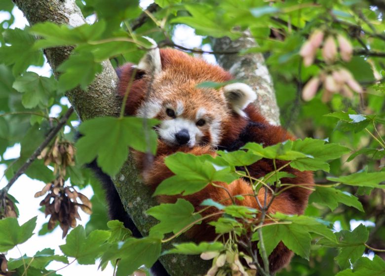 Tierpark Branféré