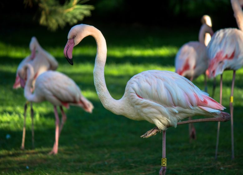 Parque de animales Branféré