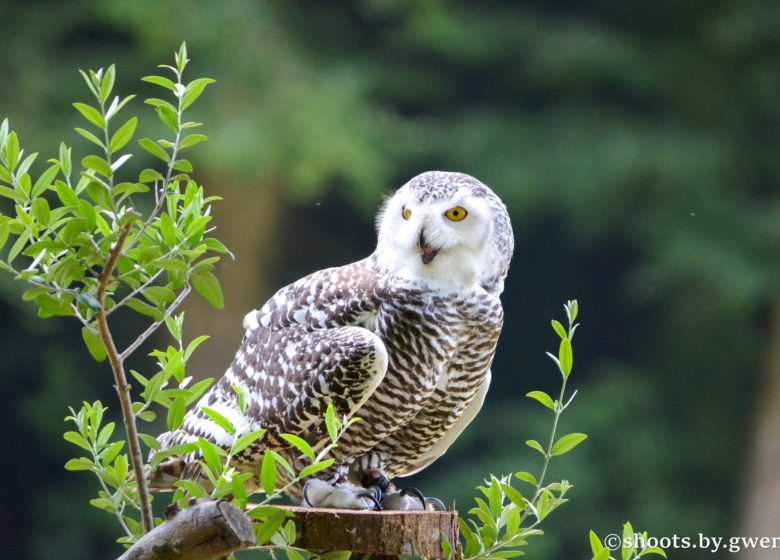 Château et Parc zoologique de la Bourbansais