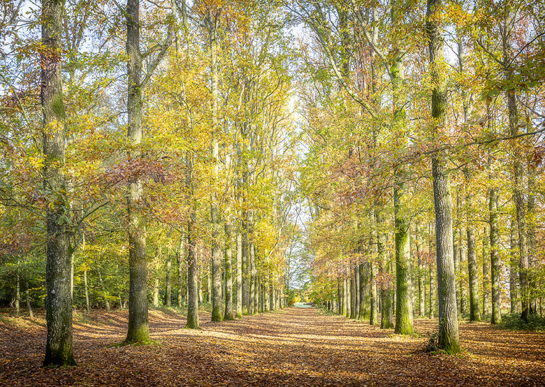 Dans les pas de la Marquise au parc des Rochers