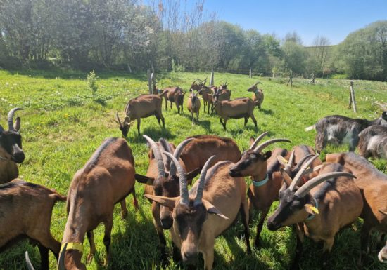Visite guidée « Hermeillon Tour » (groupes)