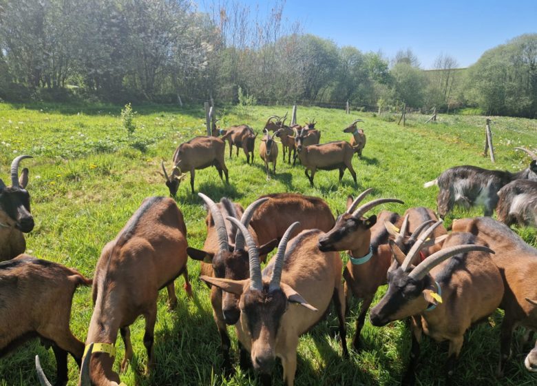 Visite guidée « Hermeillon Tour » (groupes)