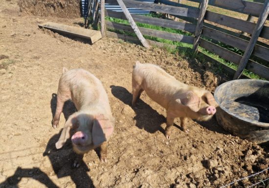 Visite guidée « Hermeillon Tour » (groupes)