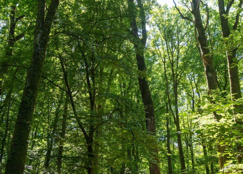 La forêt de la Corbière