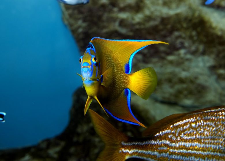 © Grand Aquarium de Saint MaloCopyright: Stevens Fremont Grand Aquarium de Saint-Malo