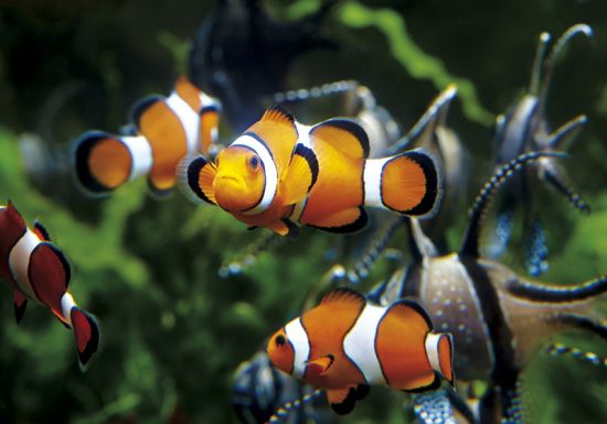 Grand Aquarium de Saint-Malo