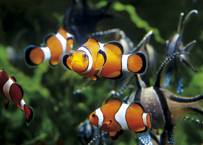 Großes Aquarium von Saint-Malo