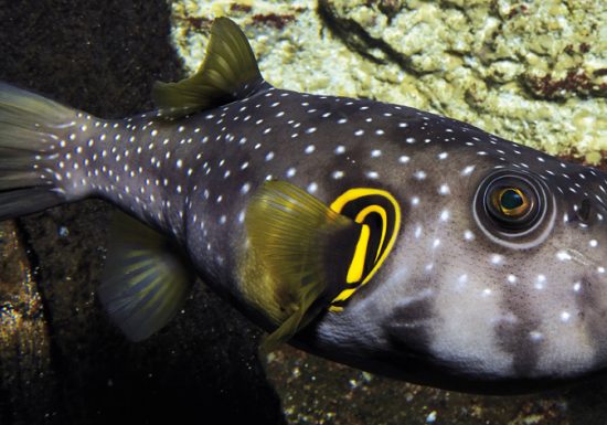 Grand Aquarium de Saint-Malo