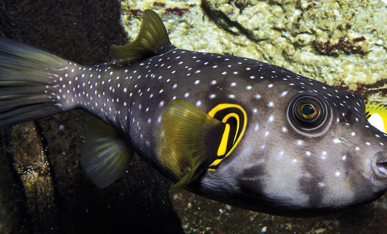 Grand Aquarium de Saint-Malo