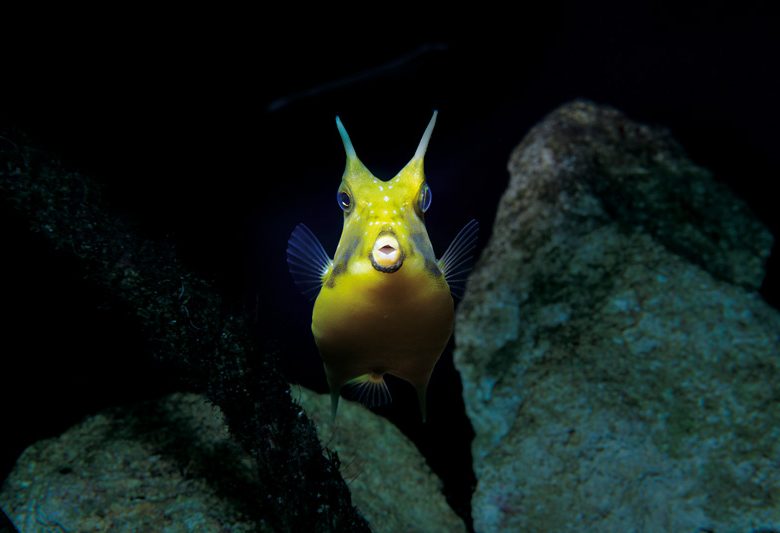 Großes Aquarium von Saint-Malo