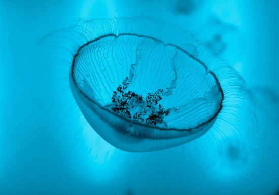 Grand Aquarium de Saint-Malo