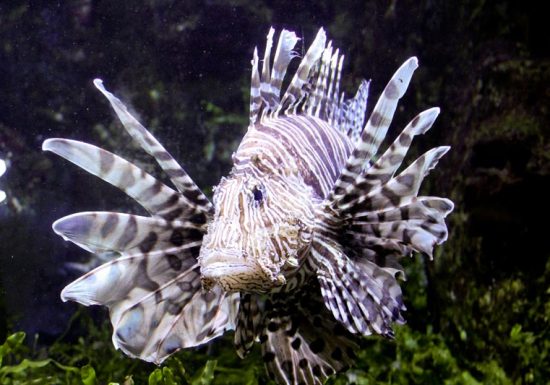 Grand Aquarium de Saint-Malo