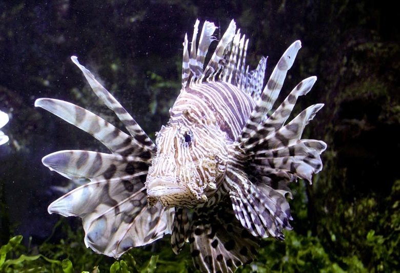 Großes Aquarium von Saint-Malo