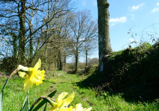 Schaltung der Pfade des Randes Nr. 56