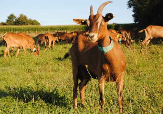 La Ferme d’Hermeillon