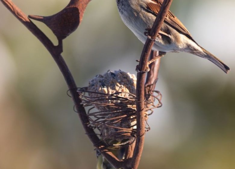 Préparation des sols, oiseaux et jardin