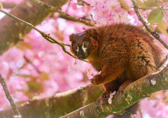 Château et Parc zoologique de la Bourbansais