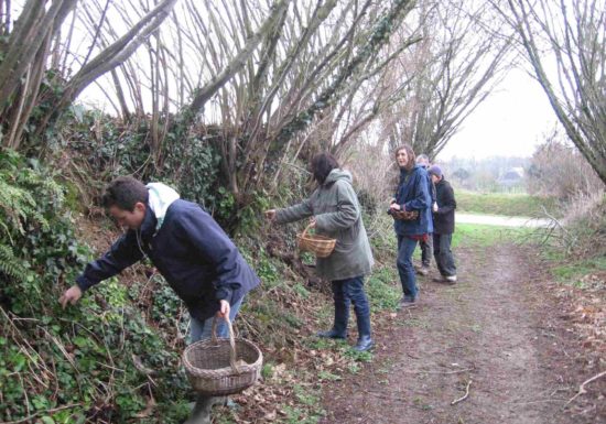Balade découverte et dégustation de plantes sauvages