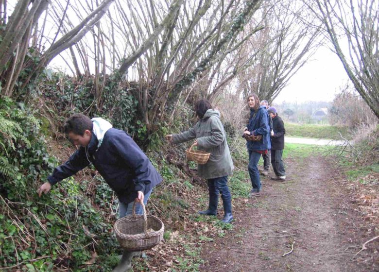 © Marie-Renée Rupin Balade découverte et dégustation de plantes sauvages