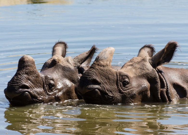 Parc animalier de Branféré