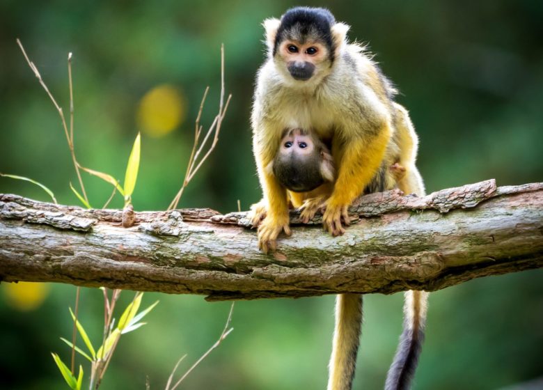 Parque de animales Branféré